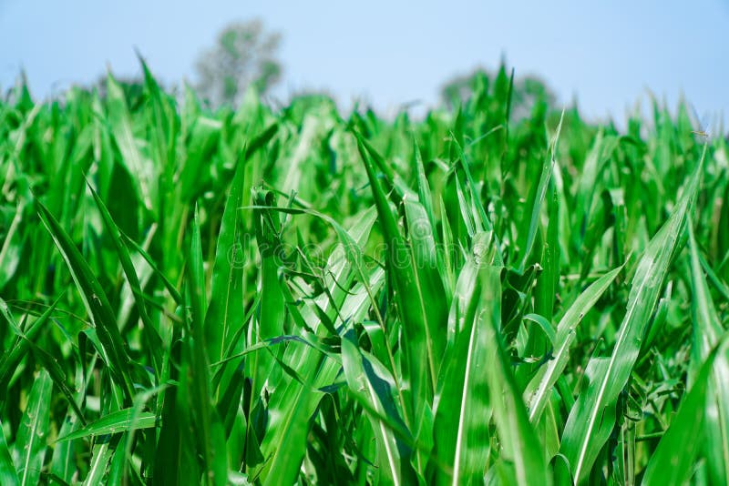 Milho cultivado em terras agrícolas, campos verdes, campo de colheita fotografia de stock royalty free Milho cultivado em terras agrícolas, campos verdes, campo de colheita fotografia de stock royalty free