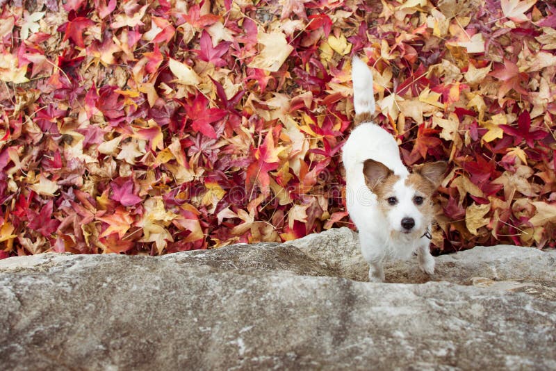 MILIEUX D'AUTOMNE DE CHIEN JACK RUSSELL JOUANT AVEC LES FEUILLES COLORÉES DE CHUTE Vue courbe photos libres de droits MILIEUX D'AUTOMNE DE CHIEN JACK RUSSELL JOUANT AVEC LES FEUILLES COLORÉES DE CHUTE Vue courbe photos libres de droits