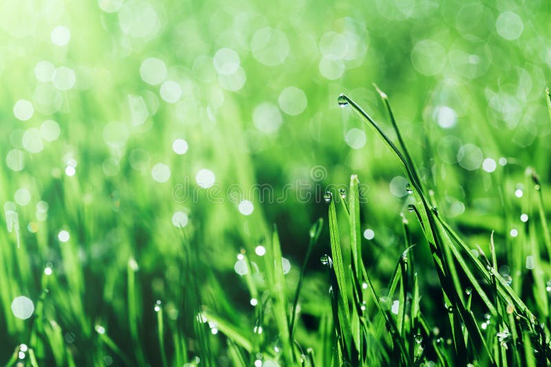 Une Herbe Verte Sur Fond Png Photo stock - Image du fond, jardin: 268704972