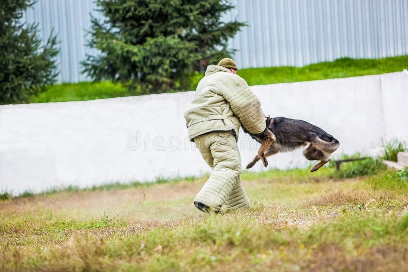 Military german shepherd training stock images Military german shepherd training stock images