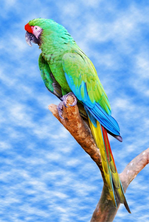 Military macaw on branch