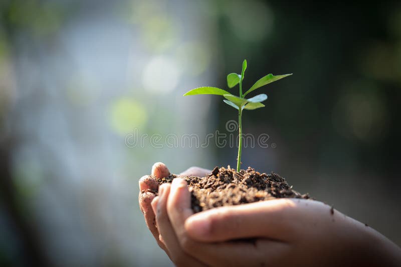 Miljöjorddag i händerna av träd som växer plantor Träd för innehav för hand för Bokeh gräsplanbakgrund kvinnligt på naturfält