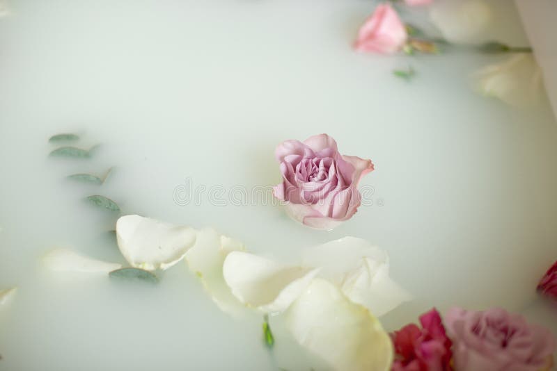 108,796 Roses Petals Stock Photos - Free & Royalty-Free Stock Photos from  Dreamstime