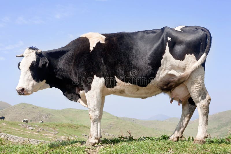 Milk cow