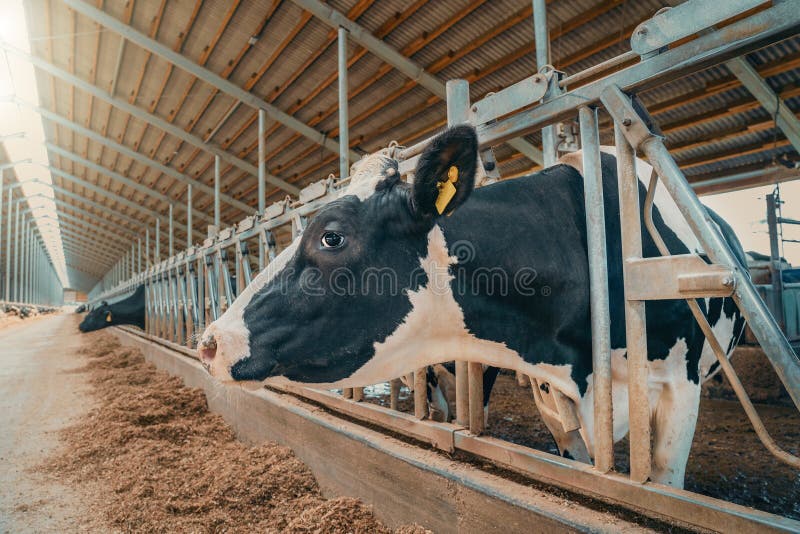 Milk cow cattle in dairy farm in livestock, food industry