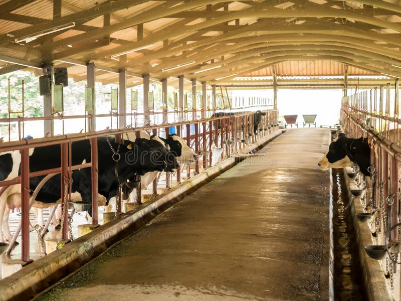 Milk cow cattle in milk industry farm, Thailand