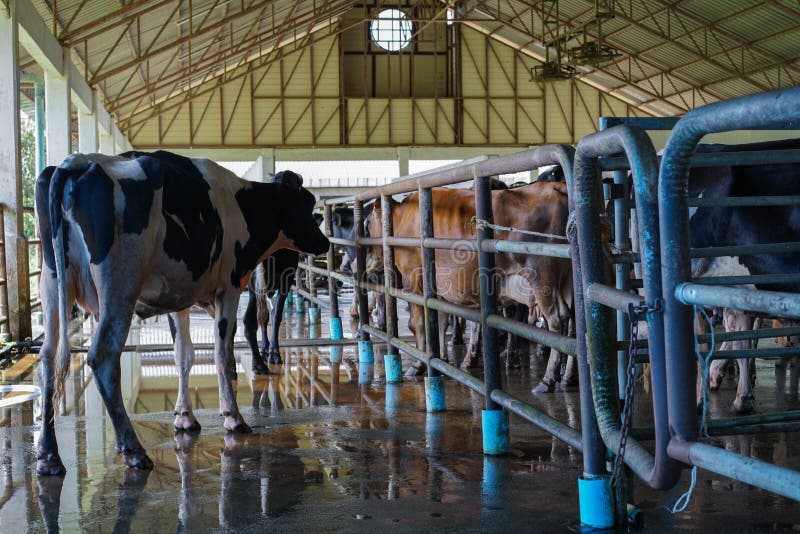 Milk cow in the farm. stock photo. Image of husbandry 101065380