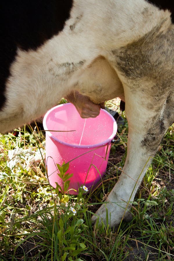 Milk the Cow stock image. Image of agriculture, farmer 55789469