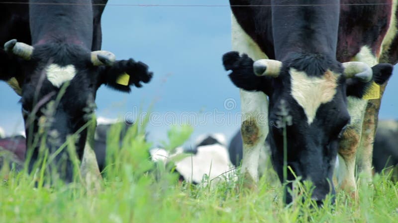 Milk Cow Grazing. Farm Cattle Grazing in Field. Close Up of Dairy Cow ...