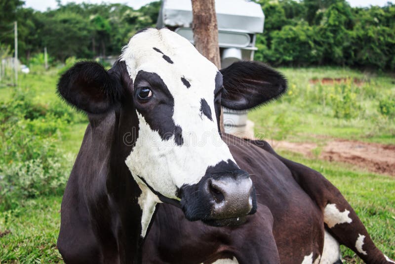 Milk cow resting on a tree in the pasture