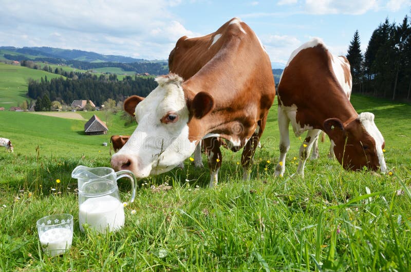 Milk and cows. Emmental region, Switzerland. Mountain milk stock images, royalty-free photos and pictures