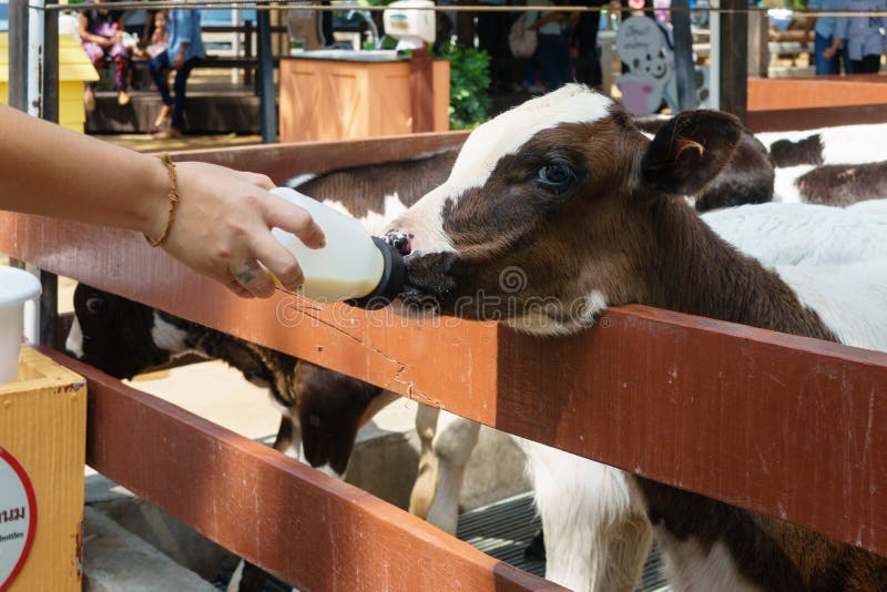 Milk feeding of a calf stock image. Image of dairy, hungry 100210929