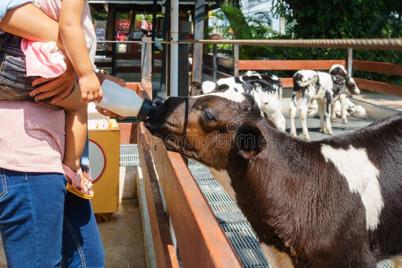 Milk feeding of a calf. stock image. Image of human 100211121