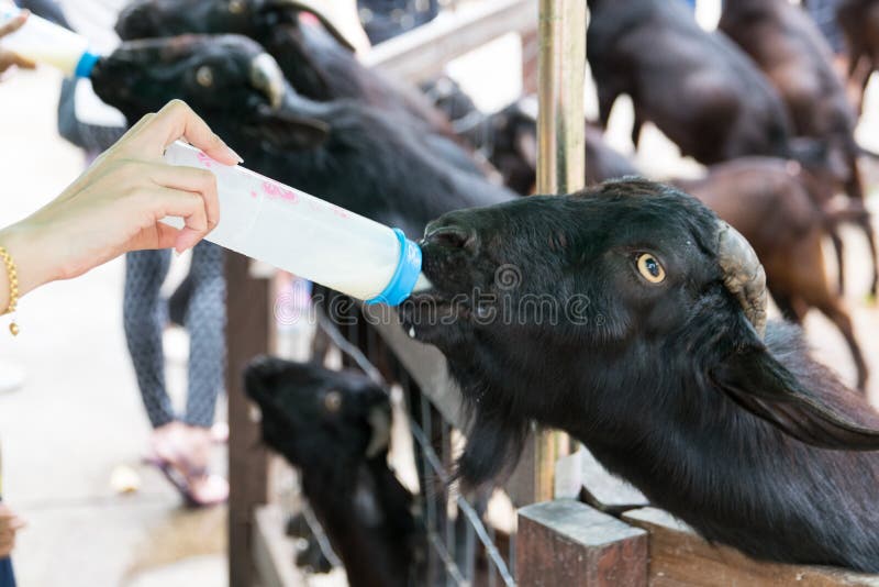 Dairy cow. cow in a farm stock photo. Image of farming 59977312