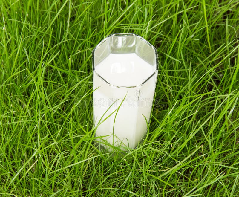 Milk on grass stock image. Image of dairy, health, bright 53977515