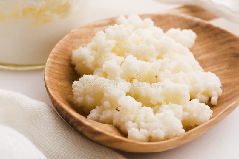 Milk Kefir Grains in Spoon. Yeast Bacterial Fermentation Starter Stock