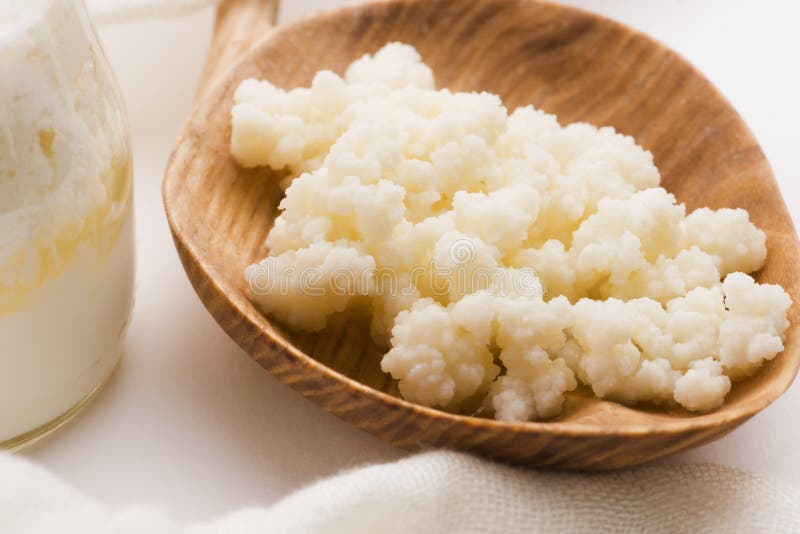 Milk Kefir Grains in Spoon. Yeast Bacterial Fermentation Starter Stock