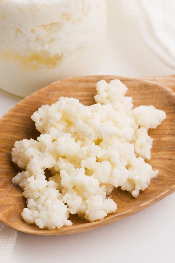 Milk Kefir Grains in Spoon. Yeast Bacterial Fermentation Starter Stock