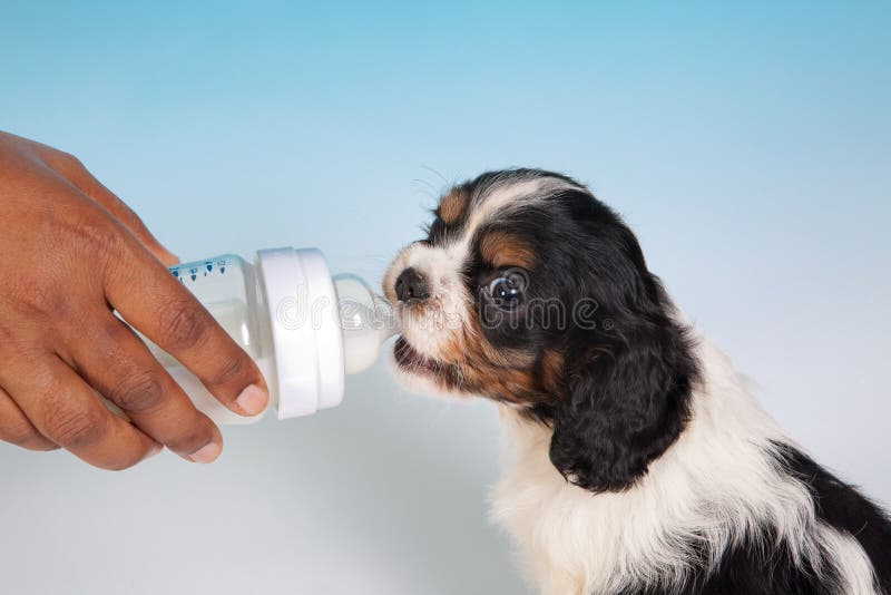 can milk be given to puppies