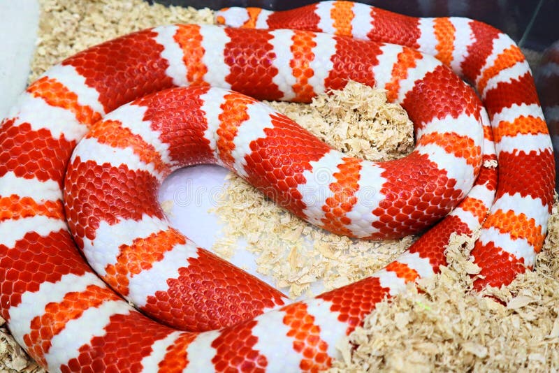 Milk Snake. cute animal. Lampropeltis Trangulum Spp. Snake skin. beautiful snake. orange snake. animal with orange, white, yellow pattern royalty free stock photography Milk Snake. cute animal. Lampropeltis Trangulum Spp. Snake skin. beautiful snake. orange snake. animal with orange, white, yellow pattern royalty free stock photography