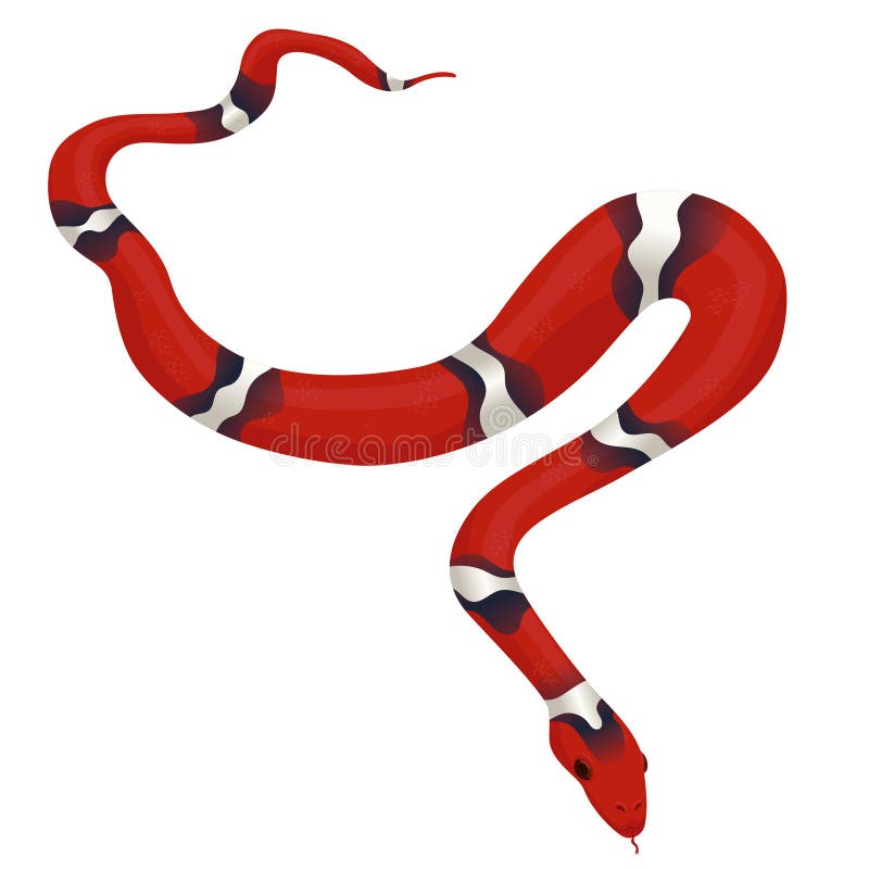 Milk snake isolated on a white background. Vector graphics vector illustration Milk snake isolated on a white background. Vector graphics vector illustration
