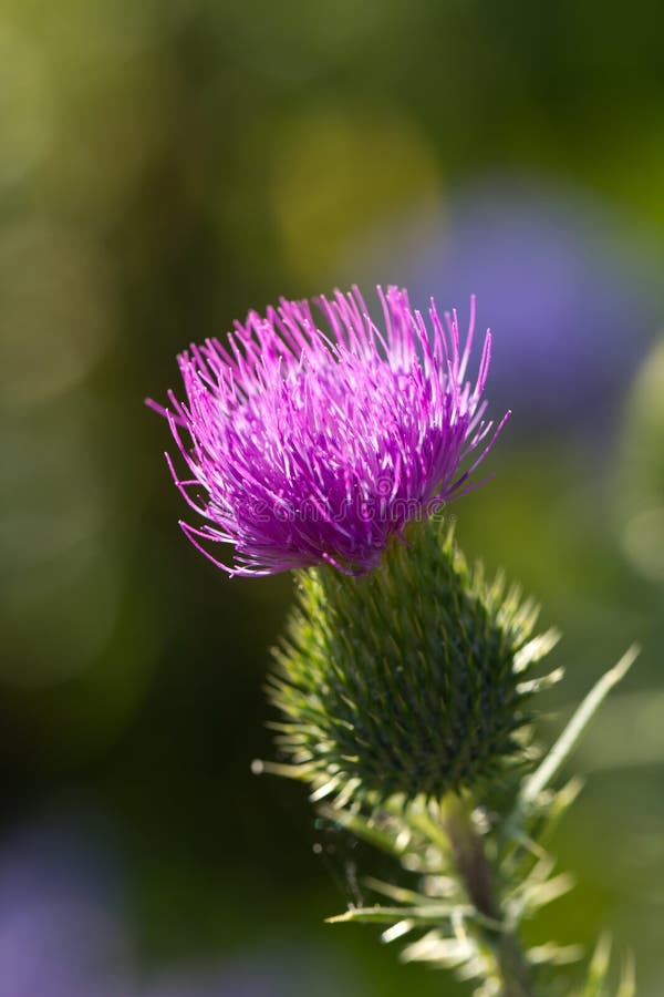 Milk thistle in all its glory