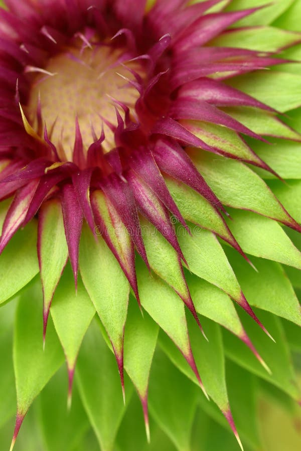 Milk thistle flower stock image