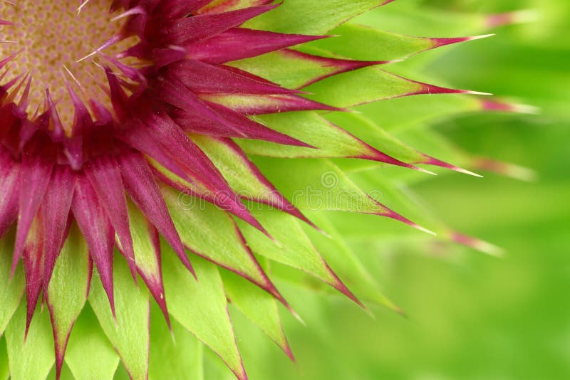 Milk thistle flower stock photography