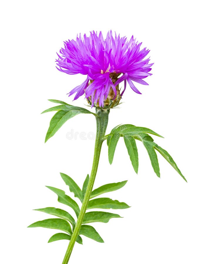 milk thistle flower. milk thistle. Flowering Milk thistle on white background. thistle flower isolated on white background stock photos milk thistle flower. milk thistle. Flowering Milk thistle on white background. thistle flower isolated on white background stock photos