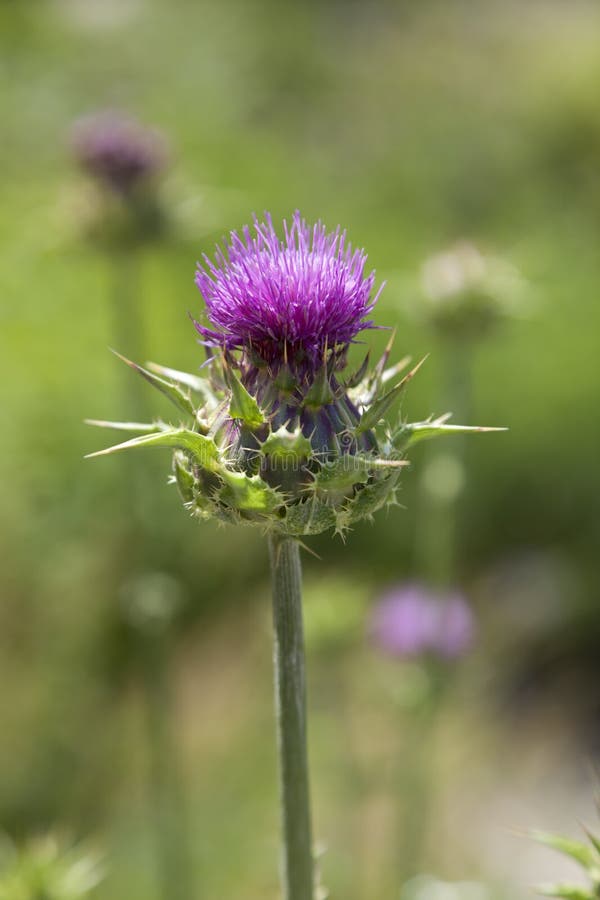 Milk thistle stock photo. Image of flora, plant, organic 41792470