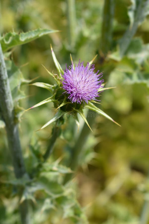 Milk thistle stock image. Image of botany, nature, spring 140674711