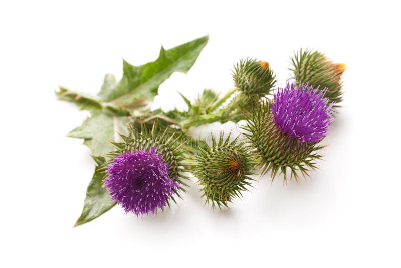 Milk Thistle plant stock photography