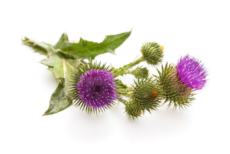 Milk Thistle plant royalty free stock image