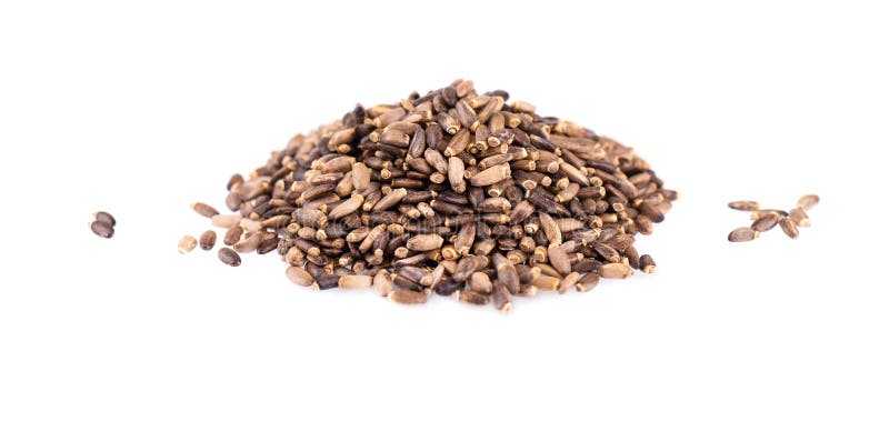 Milk Thistle seed, isolated on white background. Silybum marianum, Scotch Thistle or Marian Thistle. Close-up. royalty free stock photo