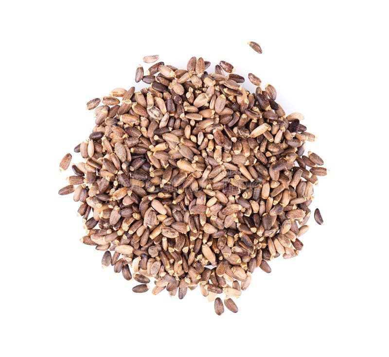 Milk Thistle seed, isolated on white background. Silybum marianum, Scotch Thistle or Marian Thistle. Close-up. Top view. stock photos