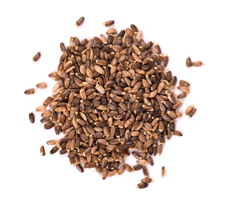 Milk Thistle seed, isolated on white background. Silybum marianum, Scotch Thistle or Marian Thistle. Close-up. Top view. royalty free stock photo