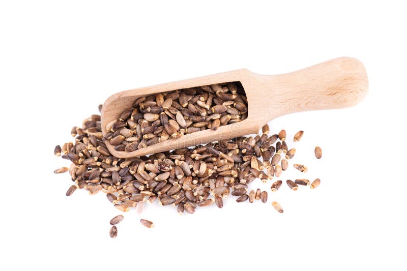 Milk Thistle seed in a wooden spoon, isolated on white background. Silybum marianum, Scotch Thistle or Marian Thistle royalty free stock photography