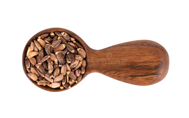 Milk Thistle seed in wooden spoon, isolated on white background. Silybum marianum, Scotch Thistle or Marian Thistle. Top royalty free stock image