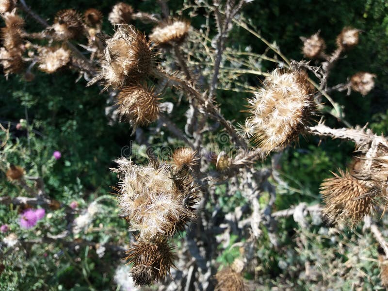 Milk thistle seeds stock photo. Image of medical, scotch 129203838