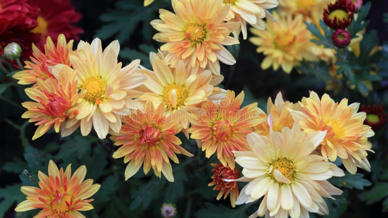 Milk yellow daisies