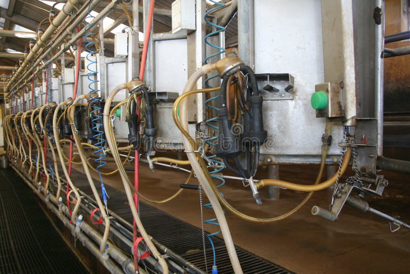 Milking barn equipment stock photo. Image of rural, hoses 7452446