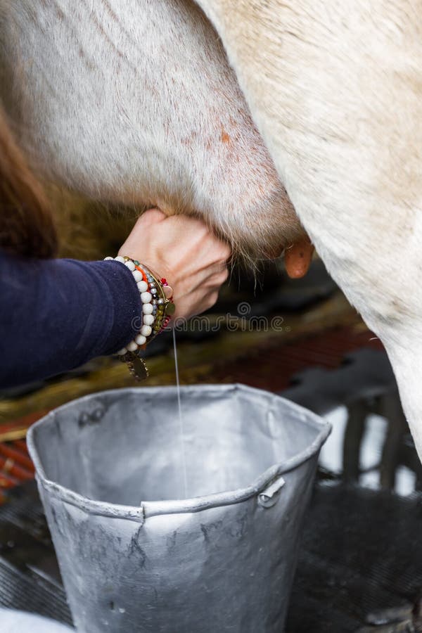 Milking a cow stock image. Image of brown, calm, costa - 176751249