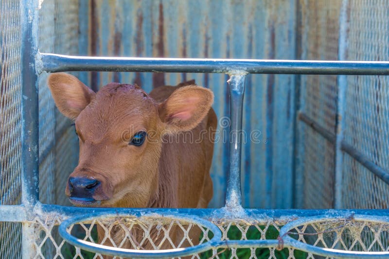 Milking cow on a farm stock image. Image of calve, agriculture - 152858273