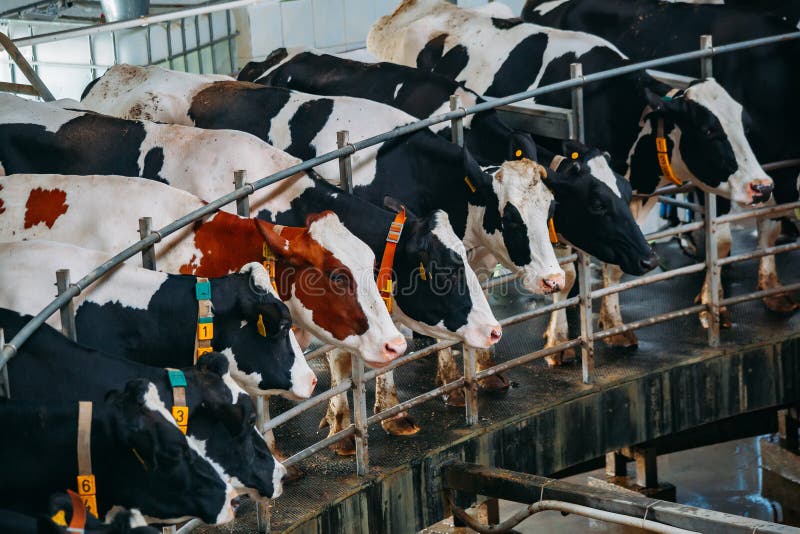 Milking cows by automatic industrial milking rotary system in modern diary farm stock photography Milking cows by automatic industrial milking rotary system in modern diary farm stock photography