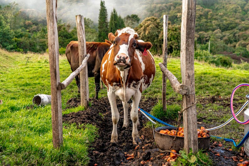Milking Cows with the Help of Technology in the Farm Yard Stock Image