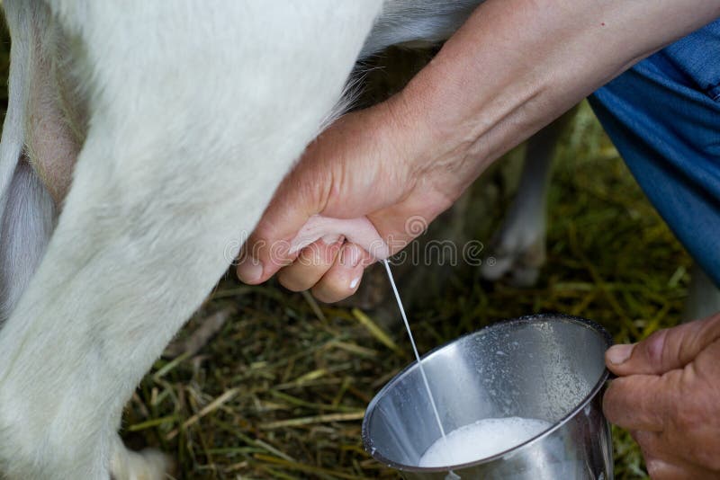 POV of a Dairy Farmer Hands Milking Goat. Farmer Milking a Goat on a