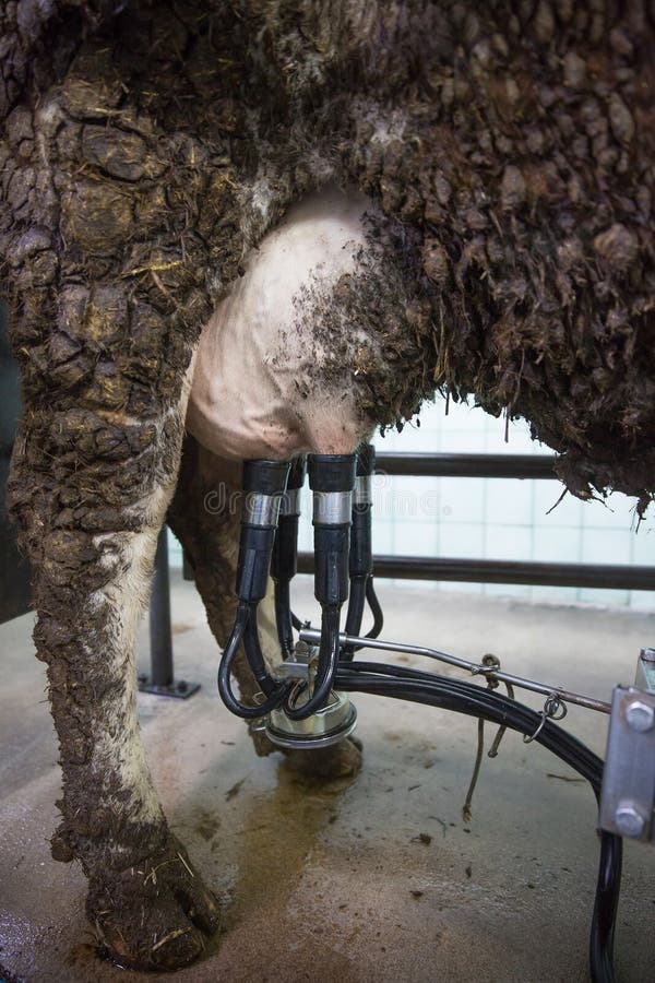 Milking machine on cow udder stock photo Milking machine on cow udder stock photo