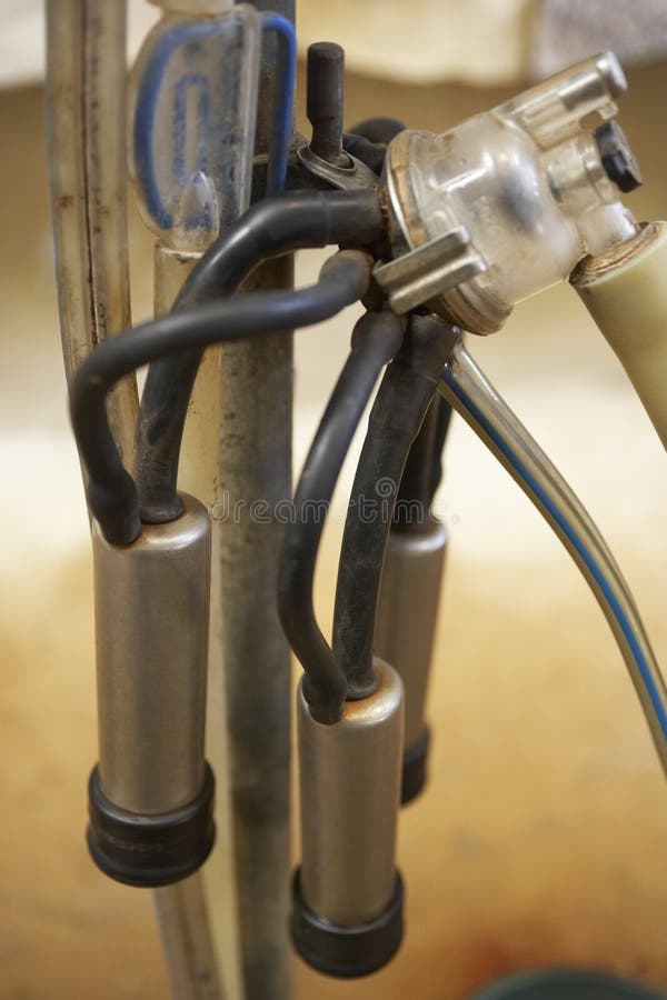 Milking Parlour At Dairy Farm