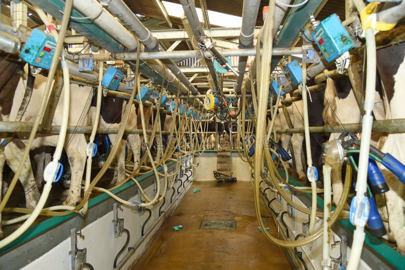 Milking Shed for Dairy Cows on a Farm Stock Image - Image of feeding ...