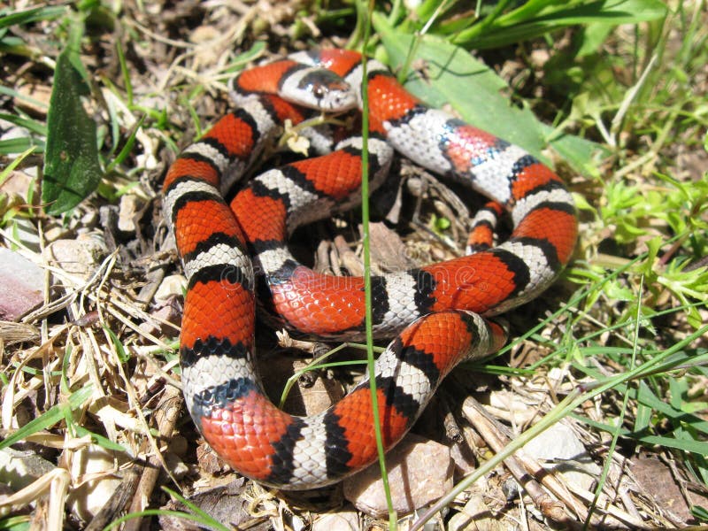 Milksnake stock image